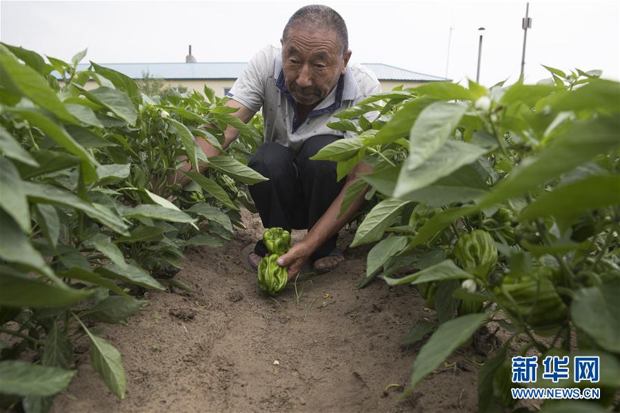 （決戰(zhàn)決勝脫貧攻堅(jiān)&middot;圖文互動）（3）幸福村的幸福&ldquo;菜&rdquo;事