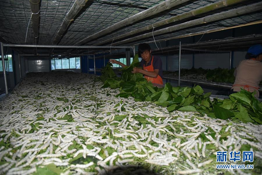 (決戰(zhàn)決勝脫貧攻堅·圖文互動)(1)“江南繅絲”喀斯特深山扎根記