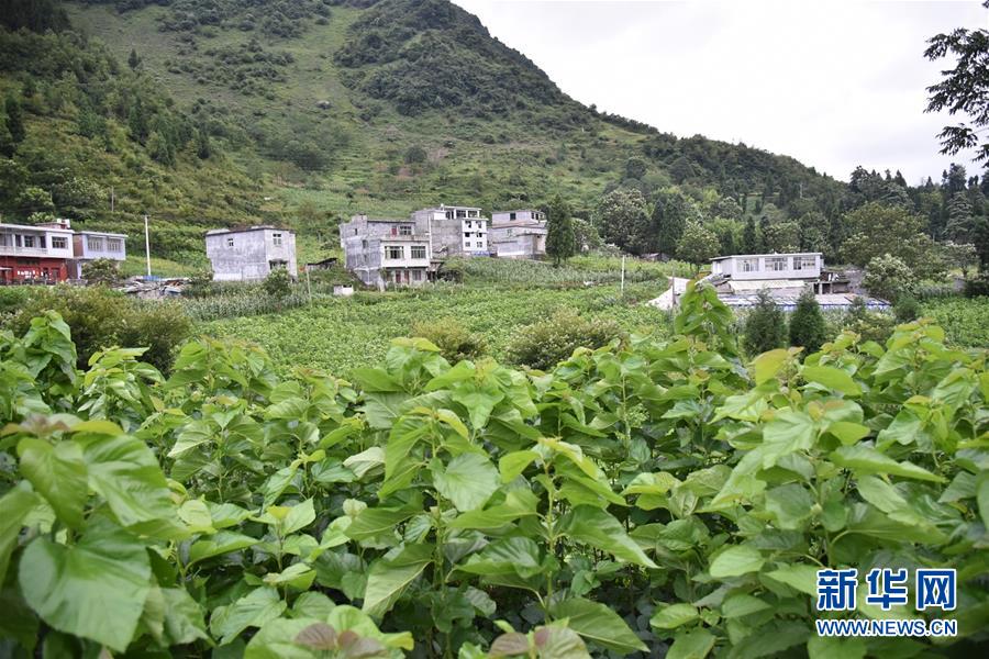 (決戰(zhàn)決勝脫貧攻堅·圖文互動)(5)“江南繅絲”喀斯特深山扎根記