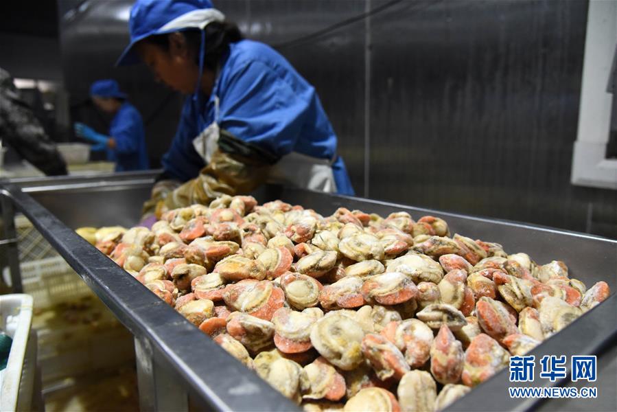 （走向我們的小康生活&middot;圖文互動(dòng)）（1）長(zhǎng)島漁民的扇貝喜事：從請(qǐng)客求人買到供不應(yīng)求