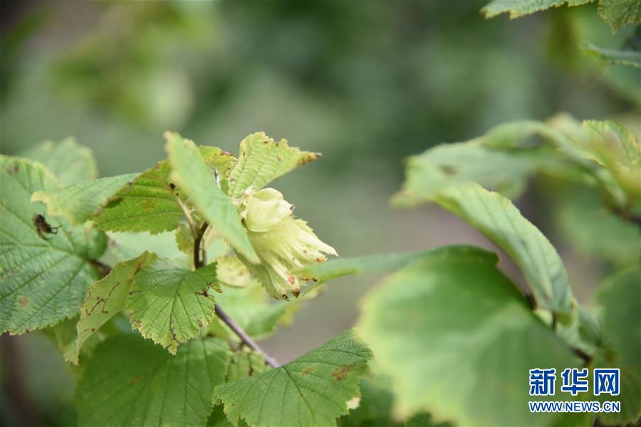 （決戰(zhàn)決勝脫貧攻堅(jiān)&middot;圖文互動）（2）榛子樹結(jié)出&ldquo;扶貧果&rdquo;