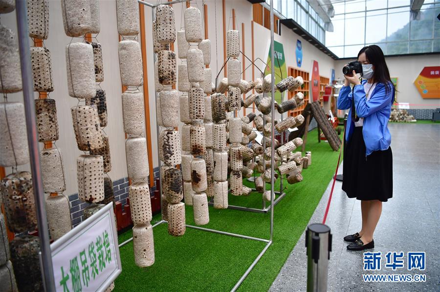 （走向我們的小康生活&middot;圖文互動）（6）綠了青山，紅了日子&mdash;&mdash;秦巴山區(qū)群眾繪出小康&ldquo;調(diào)色板&rdquo;