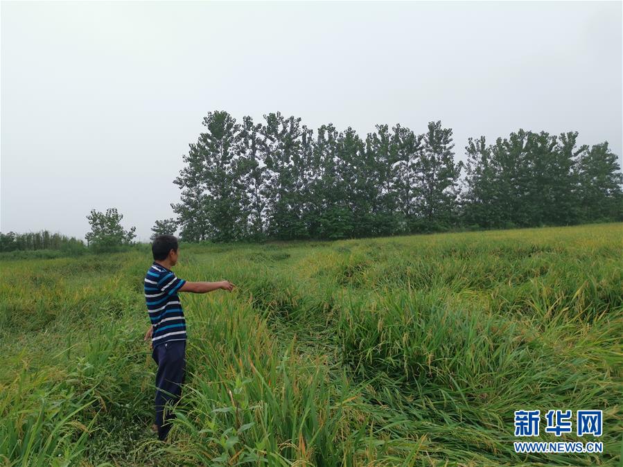 （新華視點(diǎn)&middot;聚焦餐桌外的浪費(fèi)&middot;圖文互動(dòng)）（2）顆粒歸倉為何難實(shí)現(xiàn)？我國糧食收割環(huán)節(jié)損失驚人