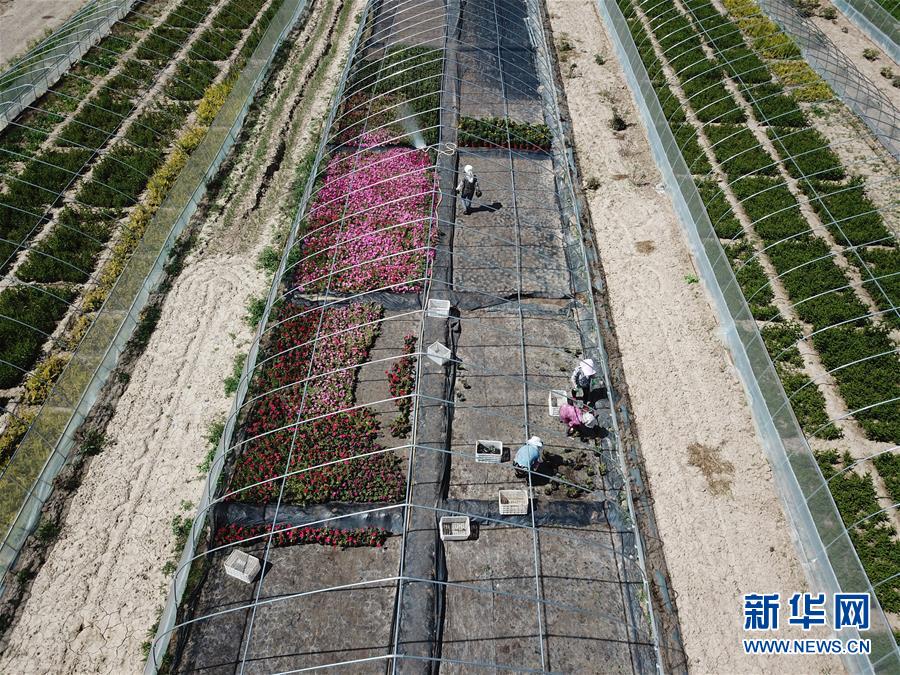 （新華全媒頭條&middot;走向我們的小康生活&middot;圖文互動）（1）&ldquo;苦甲&rdquo;不再，&ldquo;甘味&rdquo;綿長&mdash;&mdash;脫貧攻堅的甘肅味道