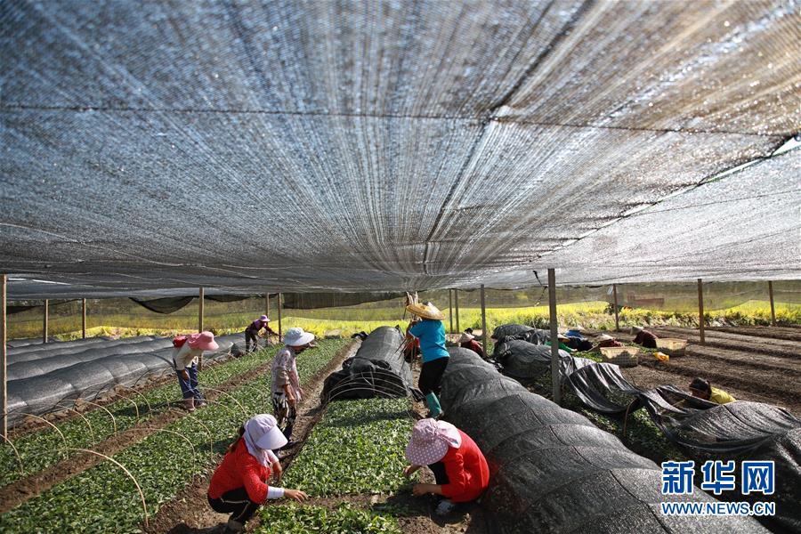 （新華全媒頭條&middot;決戰(zhàn)決勝脫貧攻堅(jiān)&middot;督戰(zhàn)未摘帽貧困縣&middot;圖文互動(dòng)）（7）不獲全勝，決不收兵&mdash;&mdash;全國(guó)52個(gè)掛牌督戰(zhàn)貧困縣脫貧攻堅(jiān)紀(jì)實(shí)