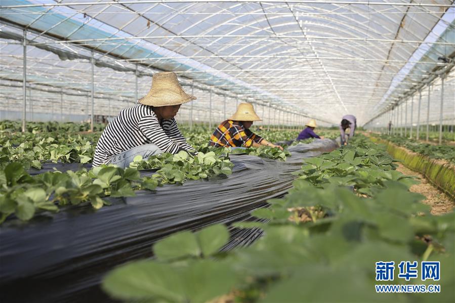 （新華全媒頭條&middot;決戰(zhàn)決勝脫貧攻堅(jiān)&middot;督戰(zhàn)未摘帽貧困縣&middot;圖文互動(dòng)）（12）不獲全勝，決不收兵&mdash;&mdash;全國(guó)52個(gè)掛牌督戰(zhàn)貧困縣脫貧攻堅(jiān)紀(jì)實(shí)