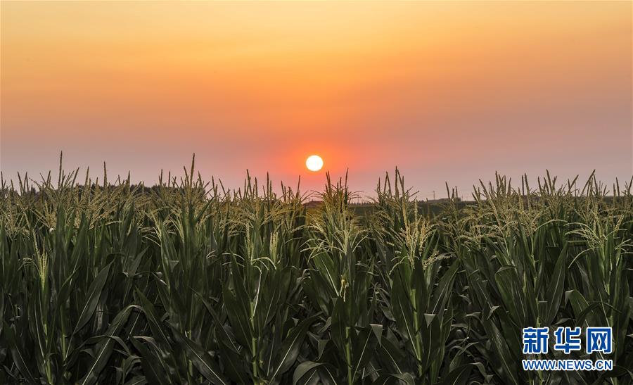 (新華全媒頭條·圖文互動(dòng))(2)為現(xiàn)代農(nóng)業(yè)探新路——來(lái)自吉林梨樹的田野報(bào)告