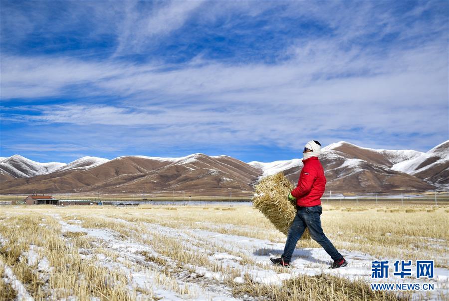 (新華全媒頭條·走向我們的小康生活·圖文互動)(8)綠色繪就三江源——來自青海脫貧奔小康一線的蹲點(diǎn)報告