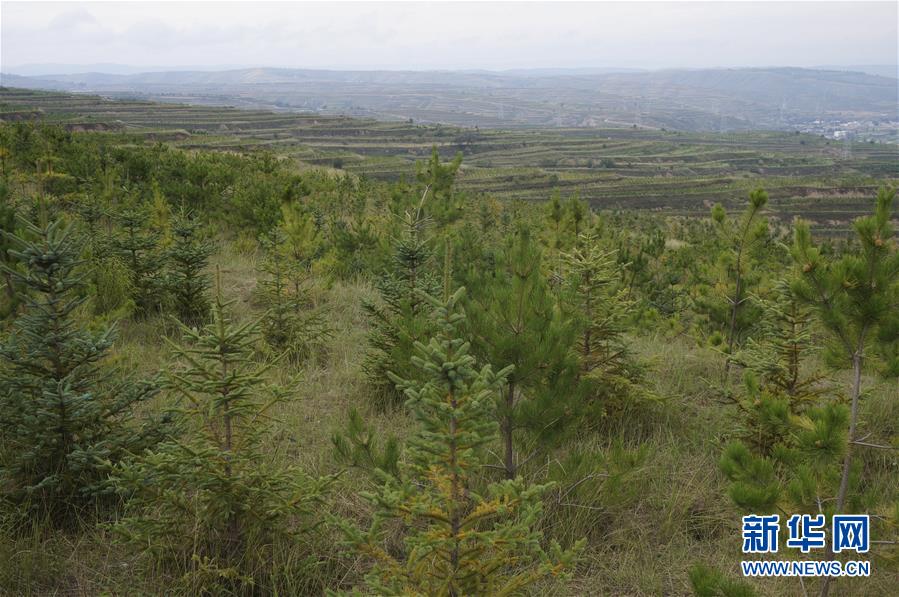 （決戰(zhàn)決勝脫貧攻堅&middot;圖文互動）（1）甘肅定西黃土高坡上，有片&ldquo;福州林&rdquo;