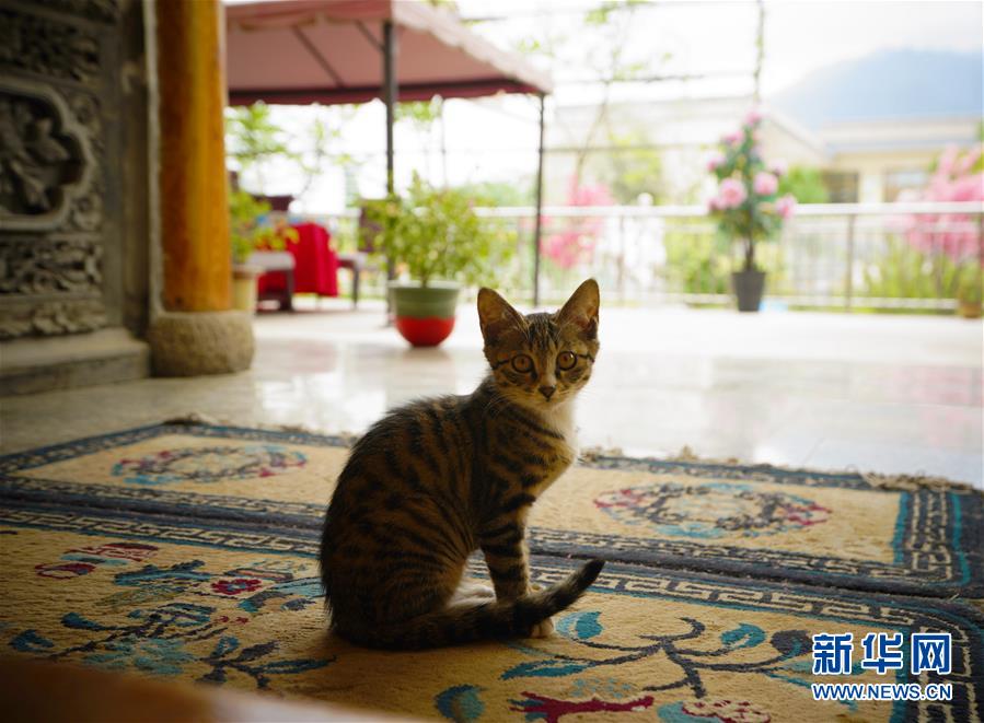 （走向我們的小康生活&middot;決戰(zhàn)決勝脫貧攻堅(jiān)&middot;圖文互動(dòng)）（3）甘青交界處的跨越&mdash;&mdash;保安族、撒拉族的脫貧故事