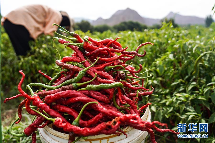 （走向我們的小康生活&middot;決戰(zhàn)決勝脫貧攻堅(jiān)&middot;圖文互動(dòng)）（8）甘青交界處的跨越&mdash;&mdash;保安族、撒拉族的脫貧故事 