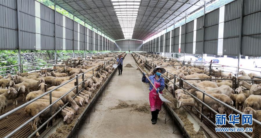 （決戰(zhàn)決勝脫貧攻堅(jiān)&middot;圖文互動(dòng)）（5）同飲一江水 攜手&ldquo;斬窮根&rdquo;&mdash;&mdash;深圳對(duì)口廣西河池、百色扶貧協(xié)作見聞