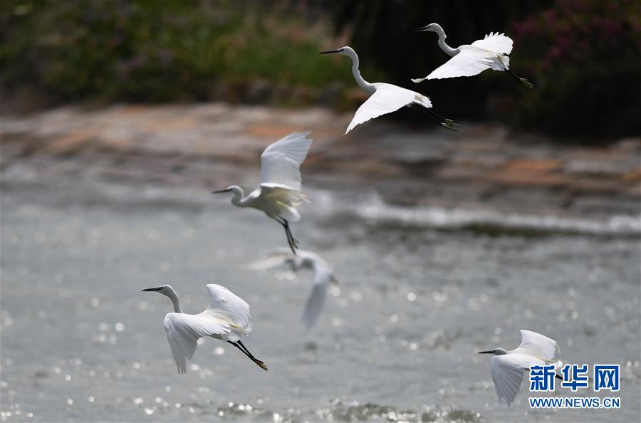 （特區(qū)40年?圖文互動(dòng)）（4）廈庇五洲客 門納萬(wàn)頃濤&mdash;&mdash;廈門經(jīng)濟(jì)特區(qū)40年發(fā)展紀(jì)實(shí)