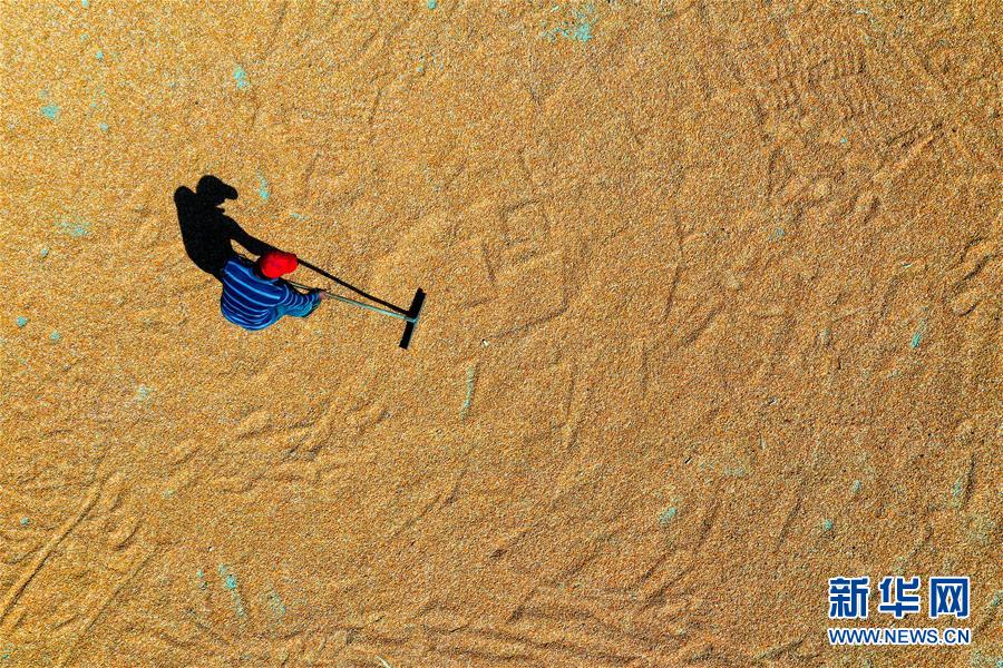 (新華全媒頭條·圖文互動(dòng))(6)天道酬勤的大地贊歌——寫(xiě)在第三個(gè)中國(guó)農(nóng)民豐收節(jié)之際