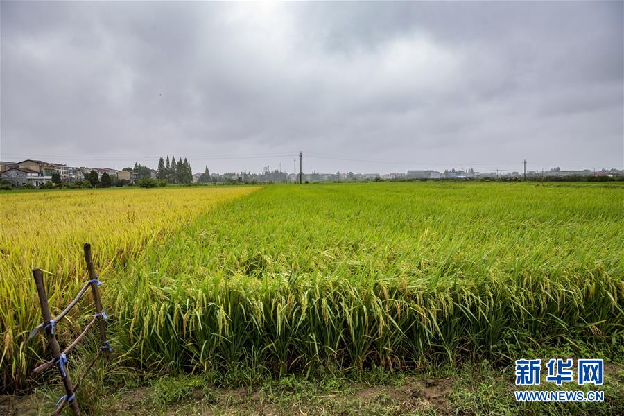 (中國農(nóng)民豐收節(jié)·圖文互動)(2)“洞庭米王”豐收心曲:粒粒辛苦方有“一粥一飯”