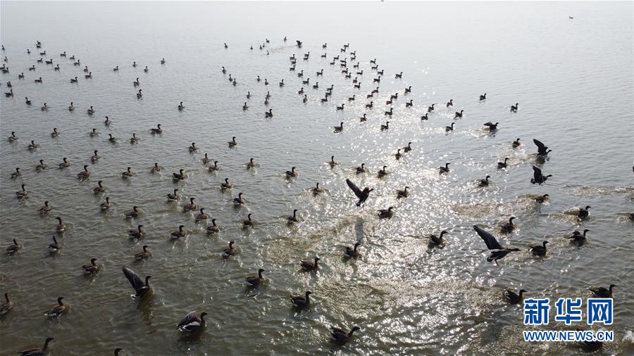 （新華全媒頭條&middot;圖文互動(dòng)）（12）長(zhǎng)淮新&ldquo;斗水&rdquo;記&mdash;&mdash;寫在新中國(guó)治淮70年之時(shí)