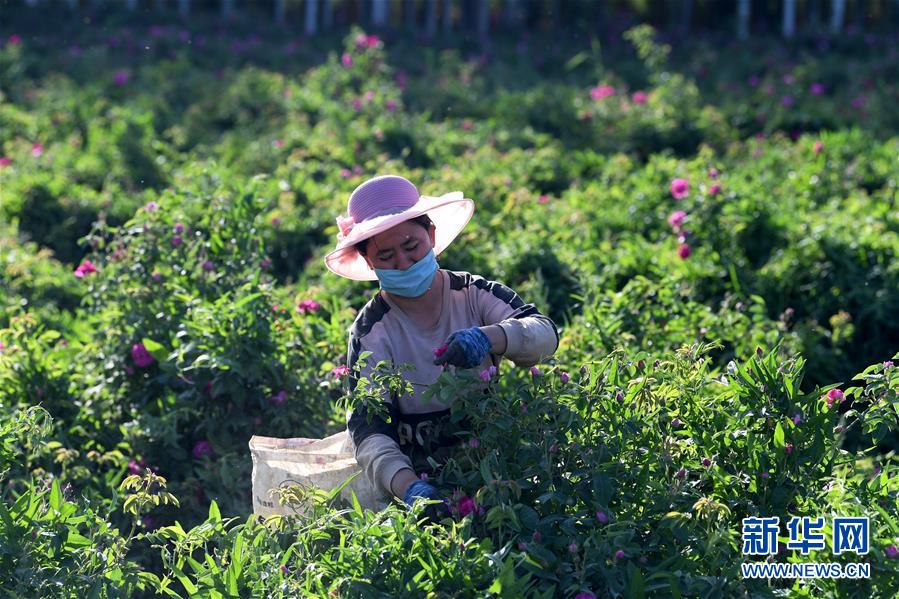 (新華全媒頭條·圖文互動)(11)新天地 新兒女 新奇跡——脫貧攻堅繪就新疆新圖景