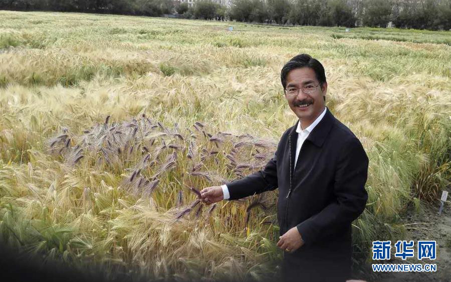 (新華全媒頭條·圖文互動(dòng))(3)愿做高原一粒種 化作金穗撒人間——追記我國青稞研究專家尼瑪扎西