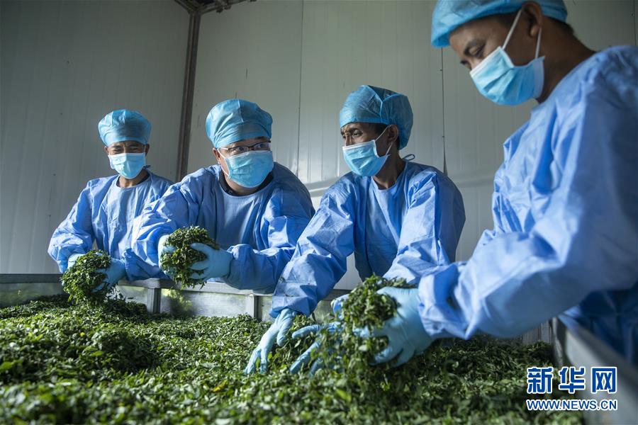 （鄉(xiāng)村振興&middot;圖文互動(dòng)）（2）涼山深處有&ldquo;黃金&rdquo;