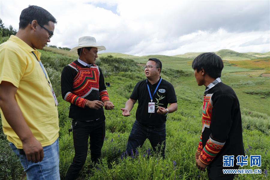 （鄉(xiāng)村振興&middot;圖文互動(dòng)）（4）涼山深處有&ldquo;黃金&rdquo;