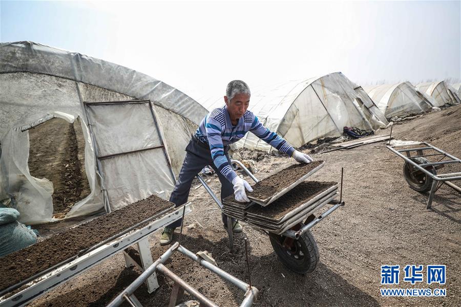 (在習近平新時代中國特色社會主義思想指引下——新時代新作為新篇章·習近平總書記關切事·圖文互動)(5)春耕忙 信心足——谷雨時節(jié)走馬東北直擊糧事