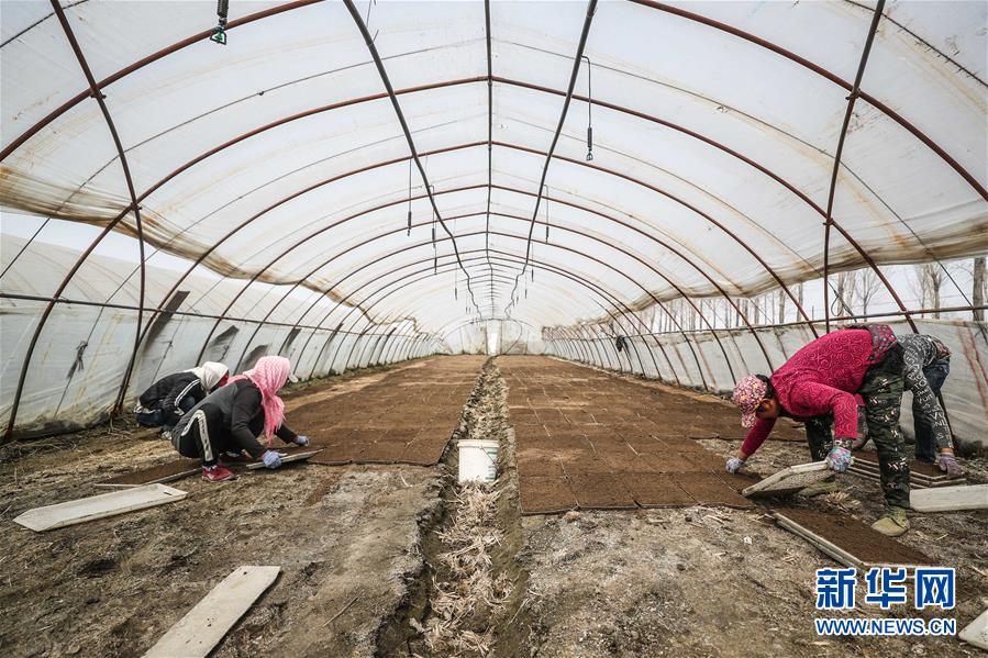 (在習近平新時代中國特色社會主義思想指引下——新時代新作為新篇章·習近平總書記關切事·圖文互動)(6)春耕忙 信心足——谷雨時節(jié)走馬東北直擊糧事