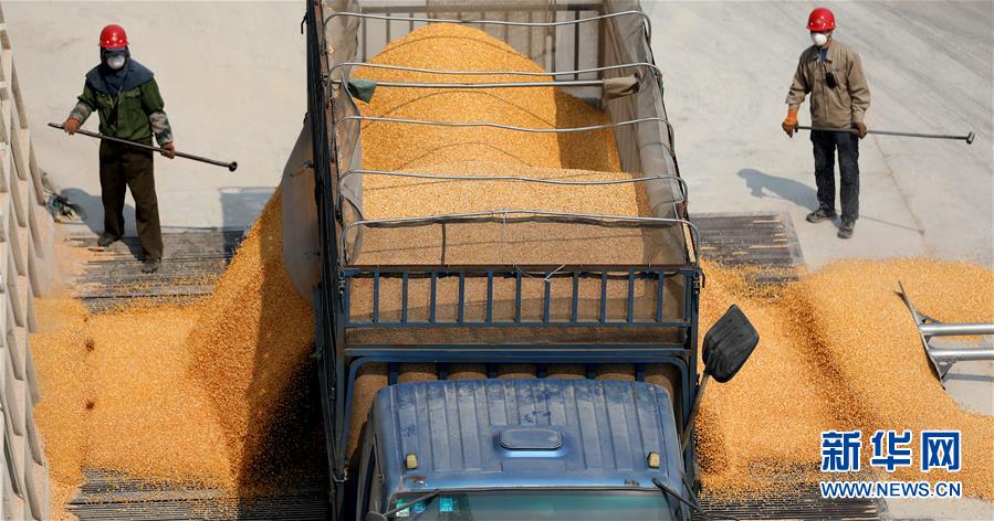 (在習近平新時代中國特色社會主義思想指引下——新時代新作為新篇章·習近平總書記關切事·圖文互動)(7)春耕忙 信心足——谷雨時節(jié)走馬東北直擊糧事