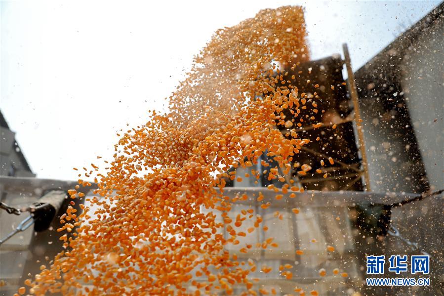 (在習近平新時代中國特色社會主義思想指引下——新時代新作為新篇章·習近平總書記關切事·圖文互動)(8)春耕忙 信心足——谷雨時節(jié)走馬東北直擊糧事