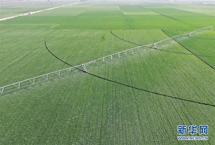 （在習(xí)近平新時(shí)代中國(guó)特色社會(huì)主義思想指引下&mdash;&mdash;新時(shí)代新作為新篇章&middot;習(xí)近平總書(shū)記關(guān)切事&middot;圖文互動(dòng)）（4）新農(nóng)事、新希望&mdash;&mdash;夏收前田間新動(dòng)態(tài)掃描