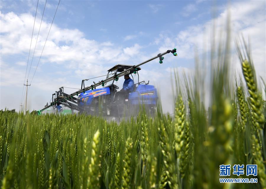 （在習(xí)近平新時(shí)代中國(guó)特色社會(huì)主義思想指引下&mdash;&mdash;新時(shí)代新作為新篇章&middot;習(xí)近平總書(shū)記關(guān)切事&middot;圖文互動(dòng)）（7）新農(nóng)事、新希望&mdash;&mdash;夏收前田間新動(dòng)態(tài)掃描