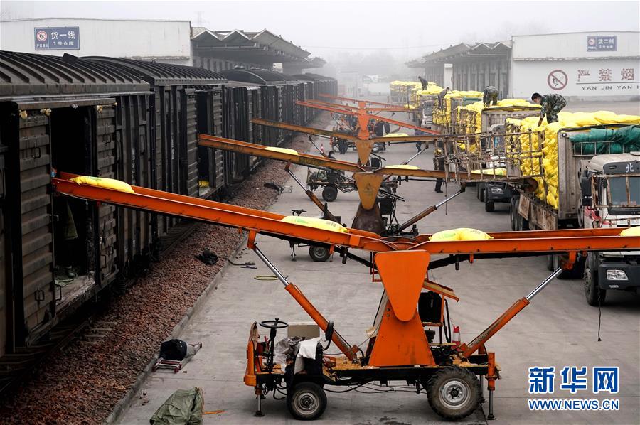 (在習(xí)近平新時代中國特色社會主義思想指引下——新時代新作為新篇章·習(xí)近平總書記關(guān)切事·圖文互動)(5)食為政首——穩(wěn)住農(nóng)業(yè)基本盤增添發(fā)展底氣