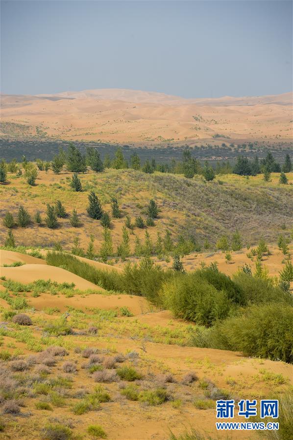 （在習(xí)近平新時(shí)代中國(guó)特色社會(huì)主義思想指引下&mdash;&mdash;新時(shí)代新作為新篇章&middot;習(xí)近平總書記關(guān)切事&middot;圖文互動(dòng)）（6）綠意，在黃沙中鋪展&mdash;&mdash;我國(guó)防沙治沙紀(jì)實(shí)