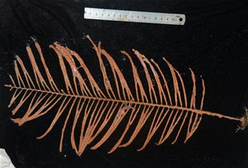 海山來(lái)&ldquo;客&rdquo;