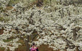 梨花爭(zhēng)艷春滿園