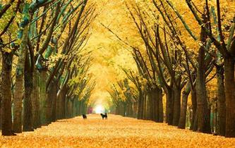 江蘇邳州50萬畝銀杏&ldquo;滿城盡帶黃金甲&rdquo;如夢如幻