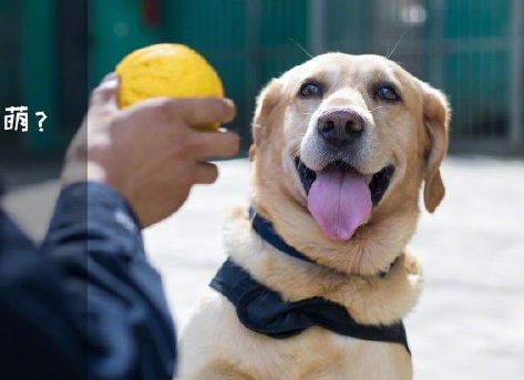 為了&ldquo;破冰&rdquo;，它們英勇無畏！