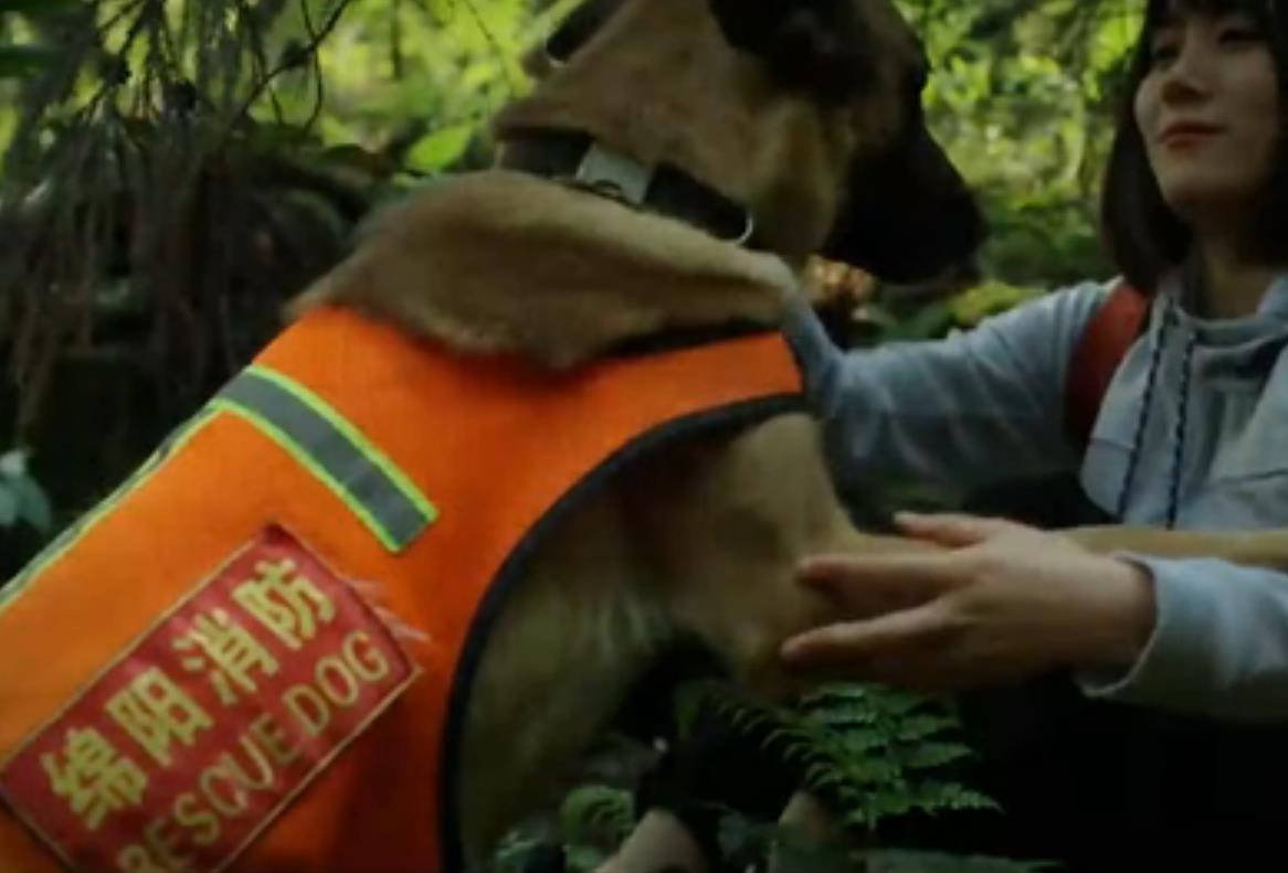 全國防災減災日｜無言的戰(zhàn)士 忠誠的伙伴&mdash;&mdash;搜救犬