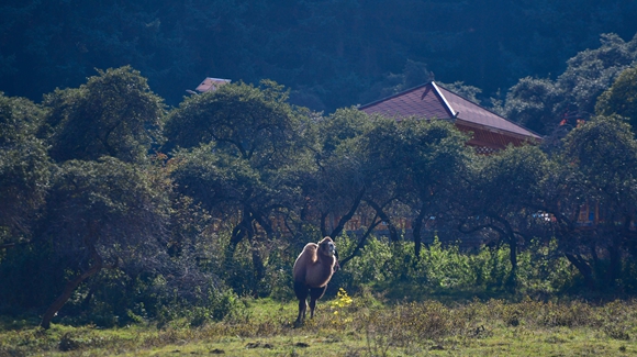 青?？柎澹?ldquo;光棍村&rdquo;的華麗轉(zhuǎn)身