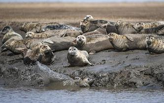 斑海豹洄游棲息遼河入?？? />  
<div>斑海豹洄游棲息遼河入?？?/div>
</a> 
</div>
<div   id=