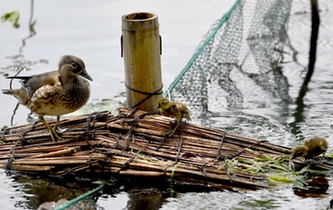 超有愛！西湖里的鴛鴦&ldquo;愛心橋&rdquo;升級