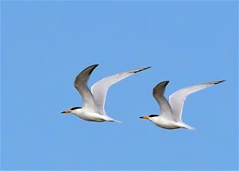 特寫：&ldquo;神話之鳥(niǎo)&rdquo;的&ldquo;閩江口舞步&rdquo;