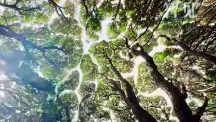 樹(shù)木為何會(huì)相互“禮讓”？