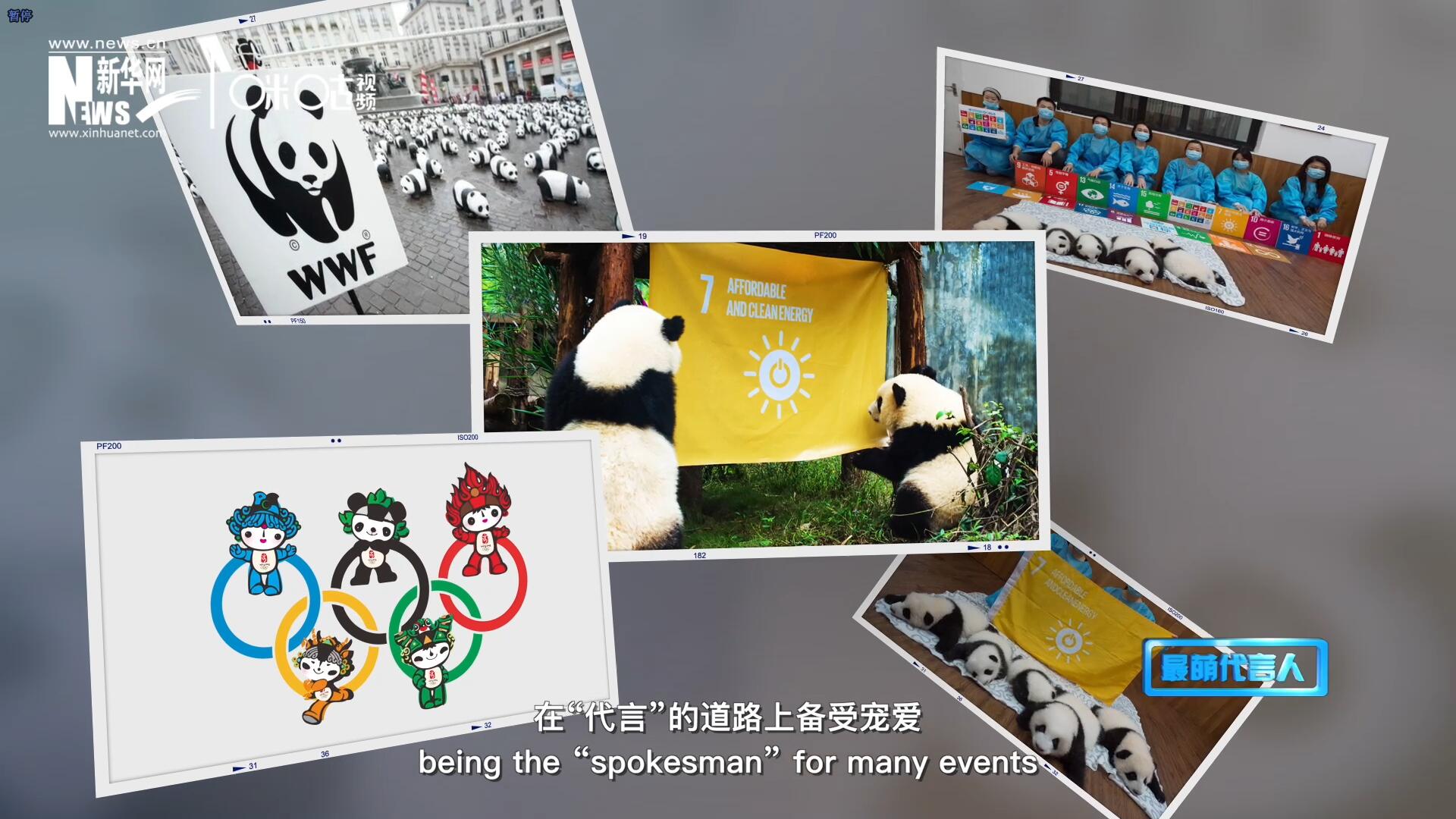 大熊貓在世界各地圈粉無數(shù)，在&ldquo;代言&rdquo;的道路上備受寵愛。