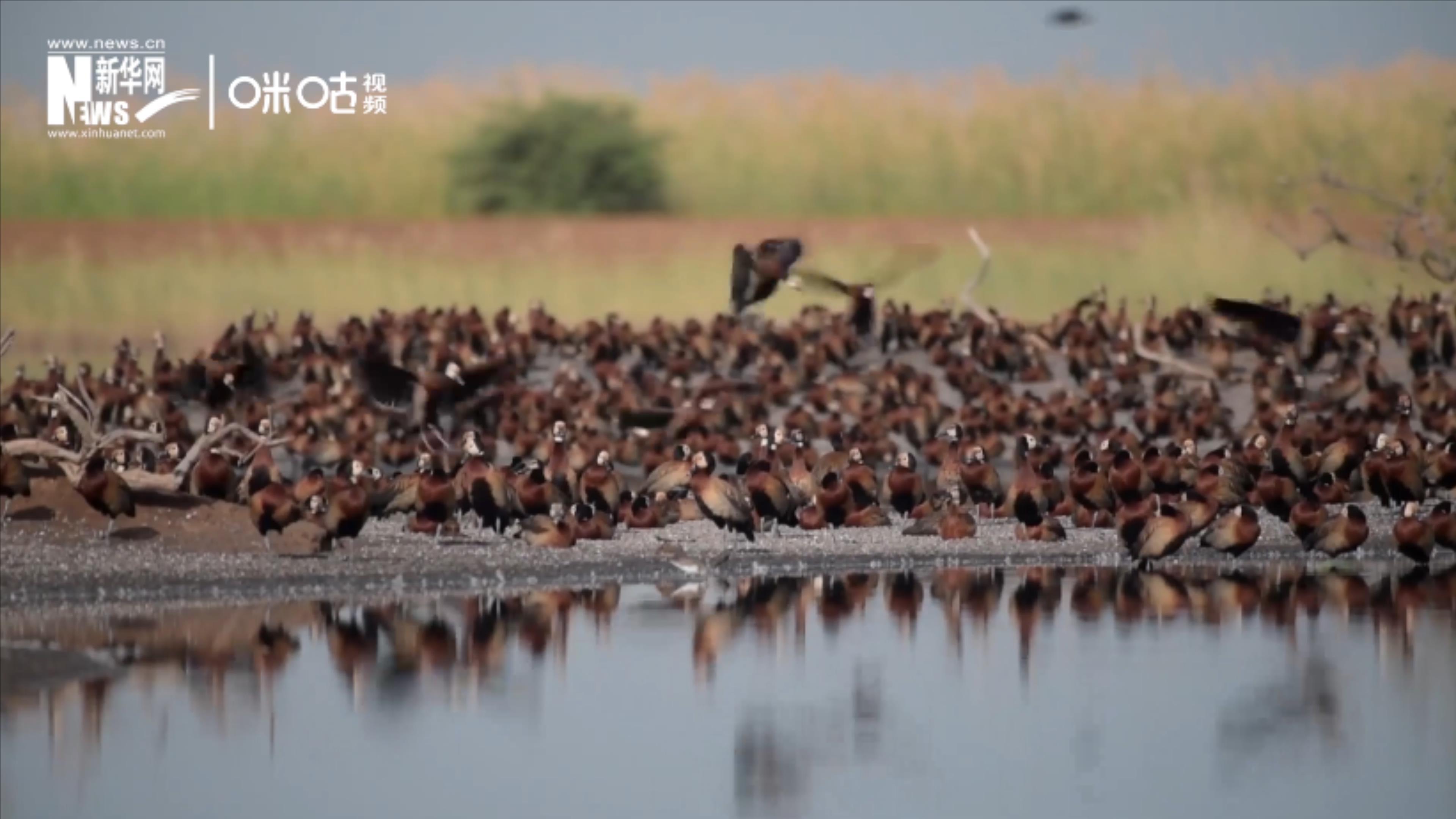 候鳥將人類、生態(tài)系統(tǒng)和世界各國連在一起