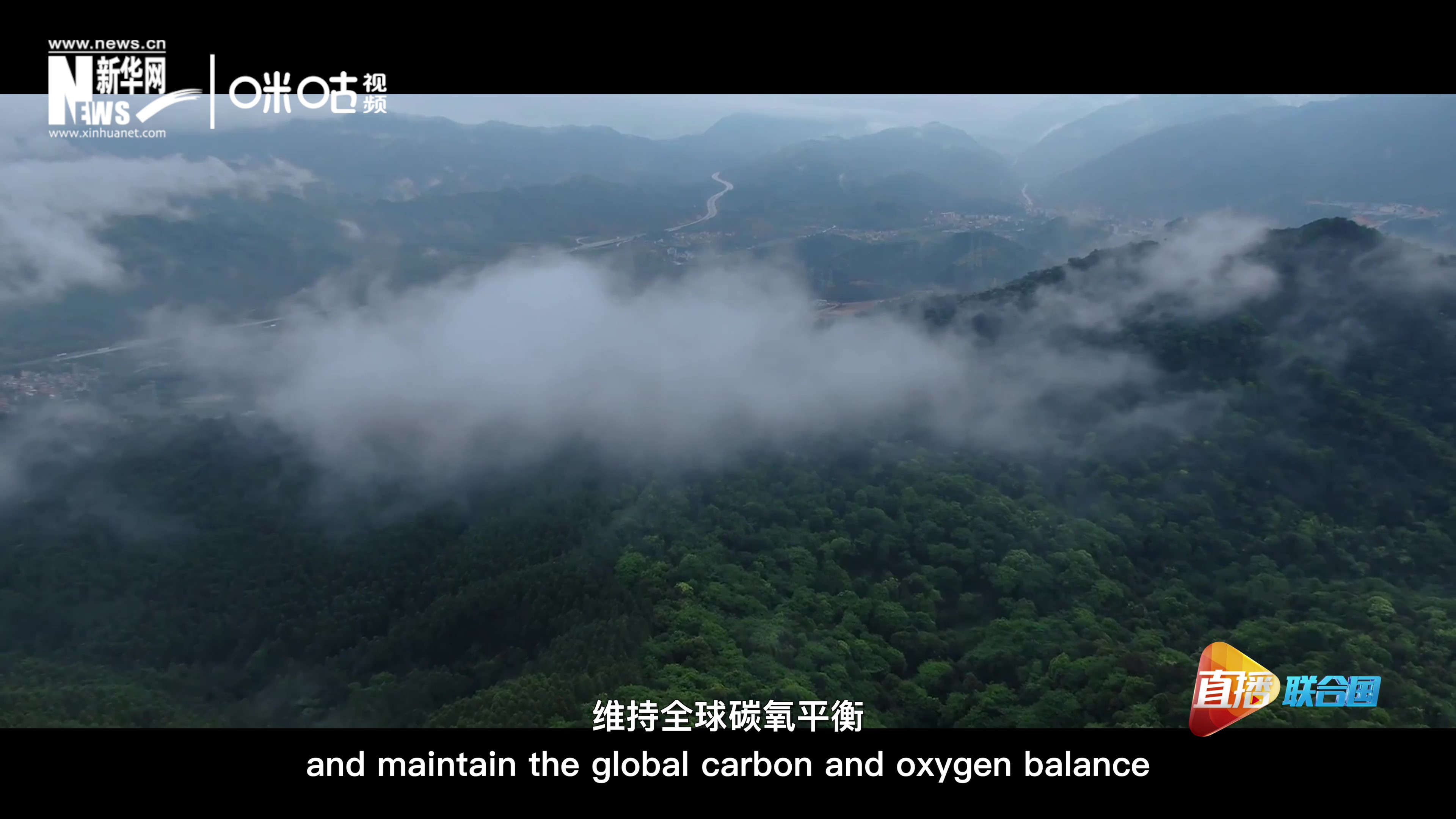 森林的碳匯可以協(xié)助減緩氣候變化，維持全球碳氧平衡