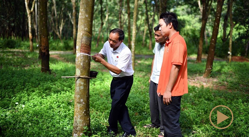 羊風(fēng)極和樹(shù)的&ldquo;膠&rdquo;情