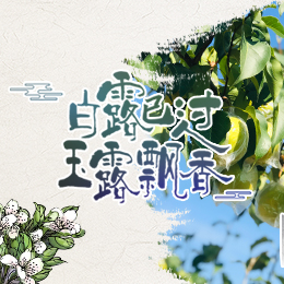 白露已過，玉露飄香