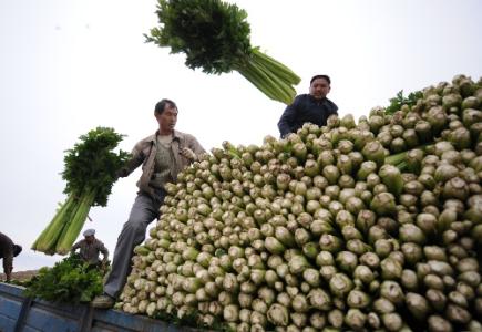 劉永富：發(fā)展產(chǎn)業(yè)脫貧仍是精準(zhǔn)扶貧、精準(zhǔn)脫貧主攻方向