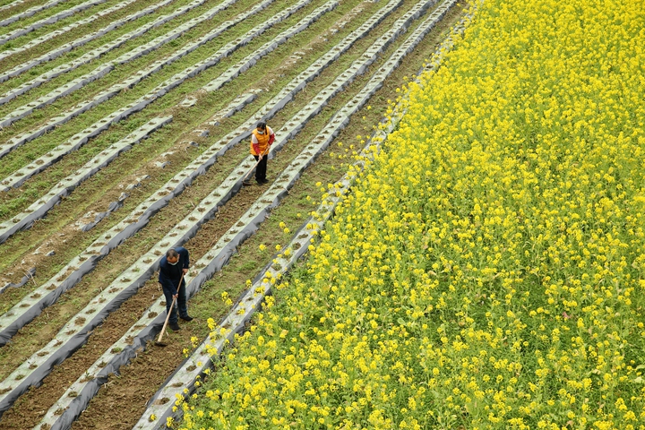 新華社評(píng)論員:防疫不誤農(nóng)時(shí)，固本首在&ldquo;三農(nóng)&rdquo;