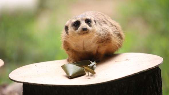 歡樂&ldquo;粽&rdquo;動(dòng)員！小動(dòng)物們吃上了&ldquo;專屬&rdquo;粽子